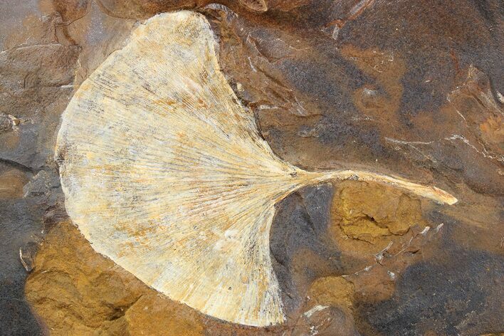 Fossil Ginkgo Leaf From North Dakota - Paleocene #262622